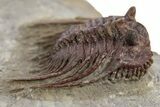 Red Leonaspis Trilobites - Hmar Laghdad, Morocco #329730-2